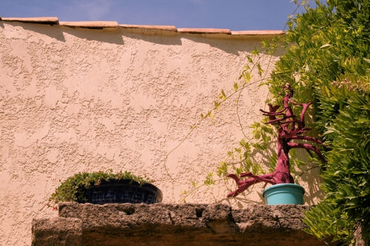 Arbre rouge sur ciel bleu