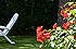 Les rosiers
