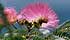 L'albizzia