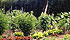 Potager