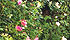 Les rosiers