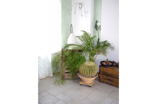 Un petit coin de verdure