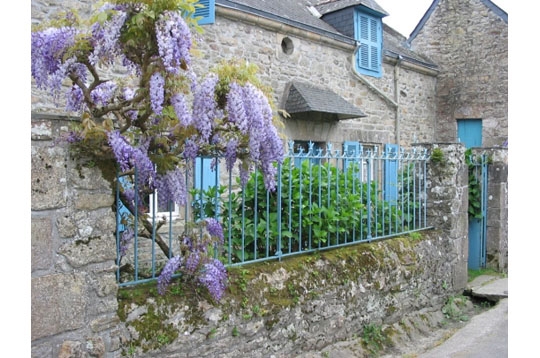 Glycine au printemps